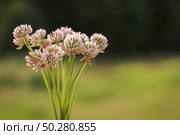 A bucket of Trifolium pratense, the white clover on green Background in summer in the sunlight. Стоковое фото, фотограф Марина Демидюк / Фотобанк Лори