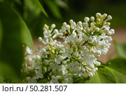 Spring blossom white flowers Lilac. Floral romantic image nature. Bee on clusters of the white lilac. Стоковое фото, фотограф Марина Демидюк / Фотобанк Лори