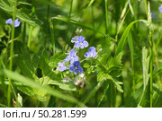Blue wildflowers in the grass. Veronica chamaedrys. Стоковое фото, фотограф Марина Демидюк / Фотобанк Лори