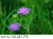 Flower of Field Scabious, Knautia Arvensis, with bokeh background. Стоковое фото, фотограф Марина Демидюк / Фотобанк Лори