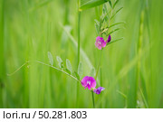 Lathyrus palustris, marsh pea, blooming Pink flowers very nice. Стоковое фото, фотограф Марина Демидюк / Фотобанк Лори