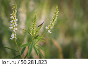 Melilotus albus, honey clover, white melilot, Bokhara clover, white sweet clover. Стоковое фото, фотограф Марина Демидюк / Фотобанк Лори