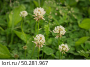 Trifolium pratense, the white clover in the meadow. Стоковое фото, фотограф Марина Демидюк / Фотобанк Лори