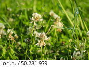 Trifolium pratense, the white clover in the meadow. Стоковое фото, фотограф Марина Демидюк / Фотобанк Лори