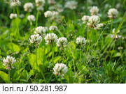 Trifolium pratense, the white clover in the meadow. Стоковое фото, фотограф Марина Демидюк / Фотобанк Лори
