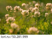 Trifolium pratense, the white clover in the meadow. Стоковое фото, фотограф Марина Демидюк / Фотобанк Лори