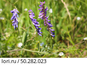 Vicia cracca, tufted vetch blooming in the meadow. Стоковое фото, фотограф Марина Демидюк / Фотобанк Лори