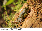 Green Frog is sunning itself on a stump. Стоковое фото, фотограф Марина Демидюк / Фотобанк Лори