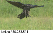 Чёрный ворон в полете. Corvus corax. Стоковое видео, видеограф Дмитрий Якубович / Фотобанк Лори