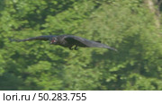Чёрный ворон в полете. Corvus corax. Стоковое видео, видеограф Дмитрий Якубович / Фотобанк Лори