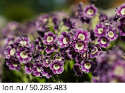 Beautiful violet, yellow and purple primula x, pubescens flowers blooming in summer. Стоковое фото, фотограф Марина Демидюк / Фотобанк Лори