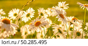 Branches of fresh chamomile. Matricaria chamomilla blooming. Стоковое фото, фотограф Марина Демидюк / Фотобанк Лори