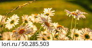 Branches of fresh chamomile. Matricaria chamomilla blooming. Стоковое фото, фотограф Марина Демидюк / Фотобанк Лори