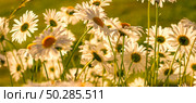 Branches of fresh chamomile. Matricaria chamomilla blooming. Стоковое фото, фотограф Марина Демидюк / Фотобанк Лори