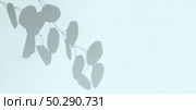 Plant shadows on cian color wall. Leaves shadow background. Branches, flowers and foliage on pastel studio background. Product presentation, Minimal mock up for advertising. Trendy Overlay effect. Стоковое фото, фотограф Марина Демидюк / Фотобанк Лори