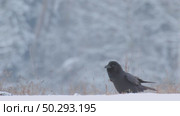 Черный ворон зимой. Corvus corax. Стоковое видео, видеограф Дмитрий Якубович / Фотобанк Лори