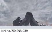 Черный ворон зимой. Corvus corax. Стоковое видео, видеограф Дмитрий Якубович / Фотобанк Лори