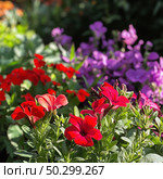 A bright flower photo that captures a flowerbed with scarlet and purple flowers, flooded with sunlight. In the foreground are red petunias with rich petals and green foliage, in the background are purple phlox-like flowers, creating a soft background. The atmosphere of the frame fills with a feeling of summer, warmth and a blooming garden. Стоковое AI-изображение, AI-художник Анна Кривицкая / Фотобанк Лори