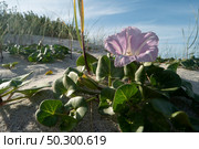 Calystegia soldanella is a species of flowering plant belonging to the family Convolvulaceae. Стоковое фото, агентство Ingram Publishing / Фотобанк Лори