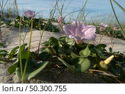 Calystegia soldanella is a species of flowering plant belonging to the family Convolvulaceae. Стоковое фото, агентство Ingram Publishing / Фотобанк Лори
