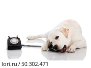 Beautiful labrador dog talking using a phone . Стоковое фото, агентство Ingram Publishing / Фотобанк Лори