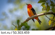 Scarlet Tanager (Piranga olivacea) shot off the Boardwalk during Spring migration at Magee Marsh Wildlife Area in Oak Harbor, Oh. Scarlet Tanager. Стоковое фото, агентство Ingram Publishing / Фотобанк Лори