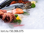 Side view of variety of fresh luxury seafood, Lobster salmon mackerel crayfish prawn octopus mussel and scallop, on ice background with icy smoke in seafood market.  Photo With Copy space. Стоковое фото, агентство Ingram Publishing / Фотобанк Лори