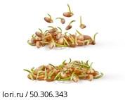 Sprouted microgreens of fresh natural organic wheat seeds derminated at home on a white background, copy space. Vegan and healthy eating concept.. Natural organic germinated wheat grass, micro greens on a white background. Стоковое фото, агентство Ingram Publishing / Фотобанк Лори