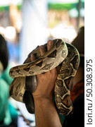 The species of pythons that have been developed, the species are animals that are raised for the economy. Exotic pets from Asia. Стоковое фото, агентство Ingram Publishing / Фотобанк Лори