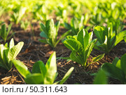 green nature vegetable farm, organic raw food agriculture concept for good health lifestyle, organic salad plant crop on field, healthy clean food. Стоковое фото, агентство Ingram Publishing / Фотобанк Лори