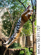 tiger wildlife mammal predator, wild carnivore animal, bengal tiger showing in zoo. Стоковое фото, агентство Ingram Publishing / Фотобанк Лори
