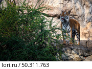 tiger wildlife mammal predator, wild carnivore animal, bengal tiger showing in zoo. Стоковое фото, агентство Ingram Publishing / Фотобанк Лори