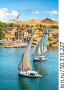 Seagulls over sailboats in sunny Aswan, Egypt. Birds over sailboats. Стоковое фото, агентство Ingram Publishing / Фотобанк Лори