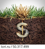 Lawn damage cost and grub damaging a garden as chinch larva damaging grass roots causing an expensive brown patch disease in the turf as a composite image shaped as a money sign. Стоковое фото, агентство Ingram Publishing / Фотобанк Лори