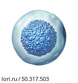 Stem cell biology as a multicellular embryonic concept or adult organismas a symbol for cellular therapy as a 3D illustration. Стоковое фото, агентство Ingram Publishing / Фотобанк Лори