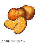 Icon Of Mandarin. Hand Drawn Sketch Design. Vector Illustration. Стоковая иллюстрация, агентство Ingram Publishing / Фотобанк Лори