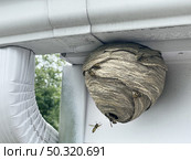 Wasp nest attached to home outdoor wall and roof as a gray paper colony of yellow jacket hornets as insects flying in and out of the natural structure. Стоковое фото, агентство Ingram Publishing / Фотобанк Лори