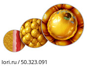 Fat cell anatomy and gaining weight or overweight and obesity symbol as a medical health concept as a microscopic diagram with mitochondria nucleus and triglycerides with 3D illustration elements. Стоковое фото, агентство Ingram Publishing / Фотобанк Лори