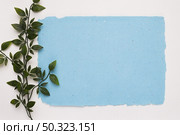 artificial green twig near blue torn paper white background. Стоковое фото, агентство Ingram Publishing / Фотобанк Лори