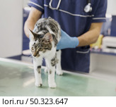 close up doctor with stethoscope checking cat. Стоковое фото, агентство Ingram Publishing / Фотобанк Лори
