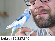 Budgerigar playing with handsome man. Budgie. Funny blue purple parakeet sitting on owner head. Cute violet tamed bird having fun with people. Friendship, relationship with Pets. Cute domestic animals. Стоковое фото, фотограф Марина Демидюк / Фотобанк Лори