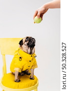 little attentive dog clothing sitting chair. High resolution photo. little attentive dog clothing sitting chair. High quality photo. Стоковое фото, агентство Ingram Publishing / Фотобанк Лори