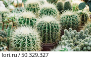 close up sharp thorny cactus plants. High resolution photo. close up sharp thorny cactus plants. High quality photo. Стоковое фото, агентство Ingram Publishing / Фотобанк Лори