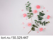 eucalyptus populus leaves twigs with pink carnations flowers isolated white background. High resolution photo. eucalyptus populus leaves twigs with pink carnations flowers isolated white background. High quality photo. Стоковое фото, агентство Ingram Publishing / Фотобанк Лори