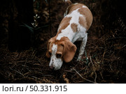 close up dog foraging forest. High resolution photo. close up dog foraging forest. High quality photo. Стоковое фото, агентство Ingram Publishing / Фотобанк Лори