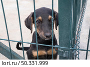cute dog fence waiting be adopted. High resolution photo. cute dog fence waiting be adopted. High quality photo. Стоковое фото, агентство Ingram Publishing / Фотобанк Лори