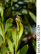 Acacia Melanoxylon or Acacia Penninervis, dark green, narrow leaves and small, ball-like, yellowish white flowers. Wild blackwood or Wattle is flowering plant in the pea family Fabaceae, Mimosoideae. Стоковое фото, агентство Ingram Publishing / Фотобанк Лори