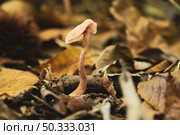 Closeup of mushroom in the forest floor. Стоковое фото, агентство Ingram Publishing / Фотобанк Лори