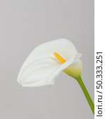 close up blooming flower. Стоковое фото, агентство Ingram Publishing / Фотобанк Лори