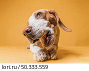 front view funny dog eating bone. Стоковое фото, агентство Ingram Publishing / Фотобанк Лори